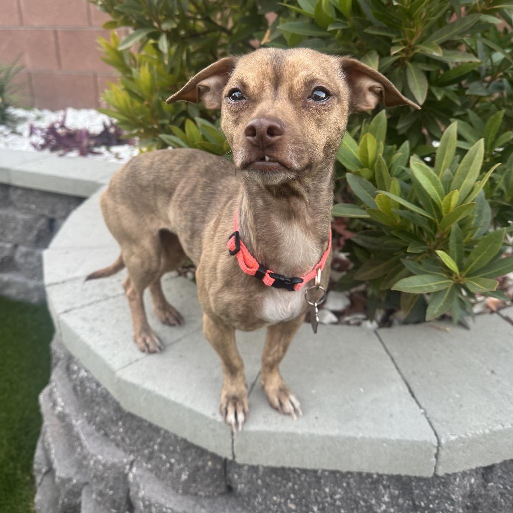 Cece, a Adoptable mixed breed in Las Vegas, NV image 3/4