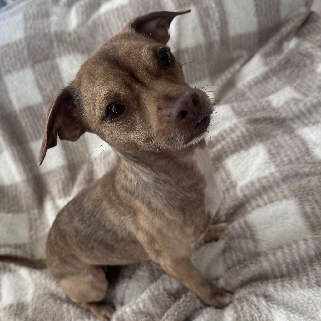 Enlarge Cece, a Adoptable mixed breed in Las Vegas, NV image 3/5