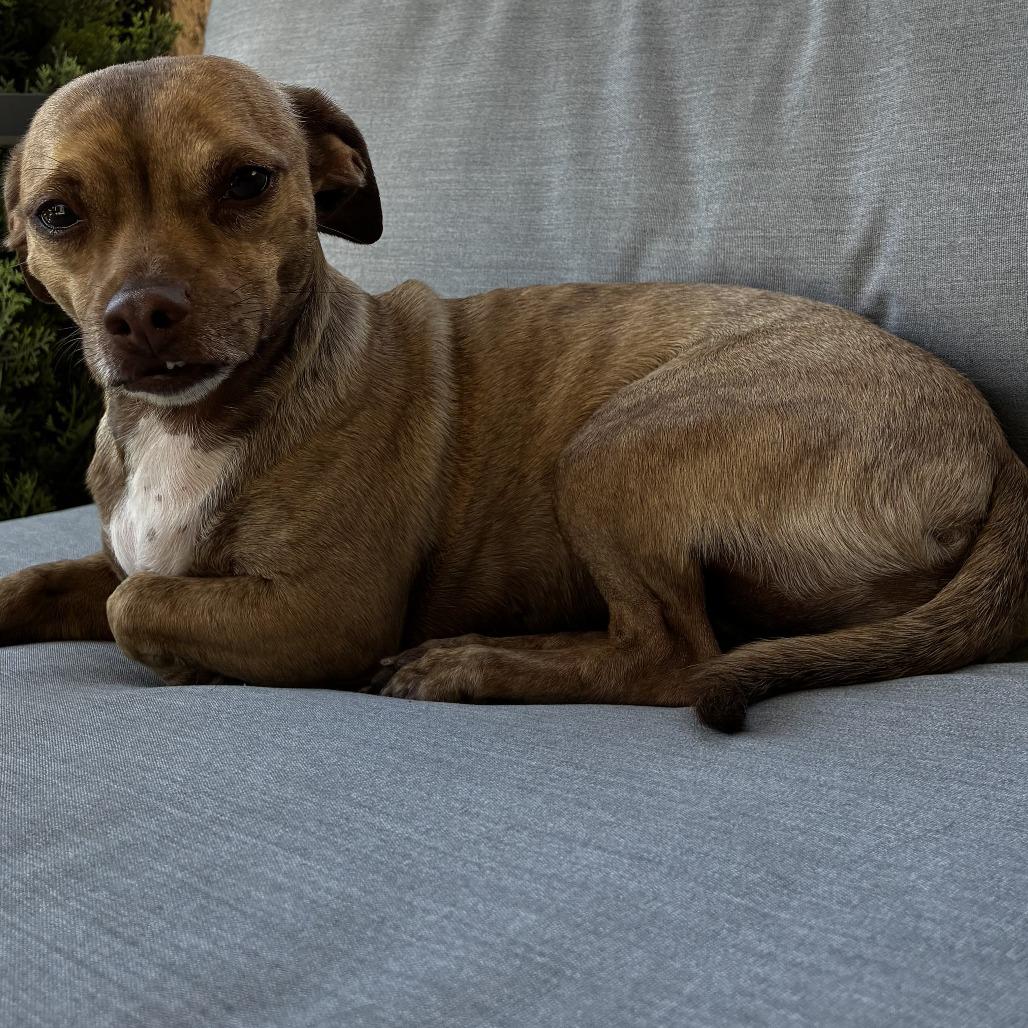 Enlarge Cece, a Adoptable mixed breed in Las Vegas, NV image 4/5