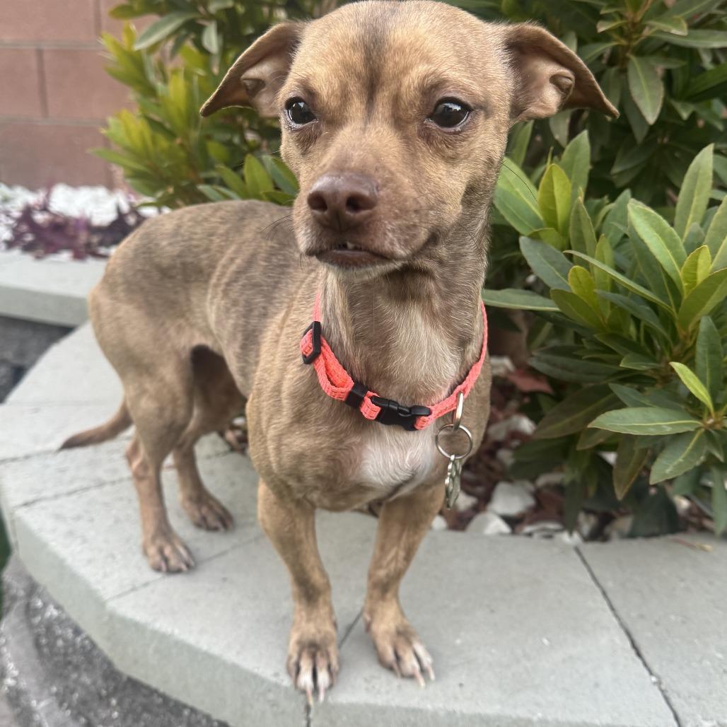 Cece, a Adoptable mixed breed in Las Vegas, NV image 4/4