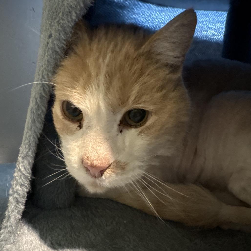Barney, Adoptable, Senior Male Domestic Short Hair.