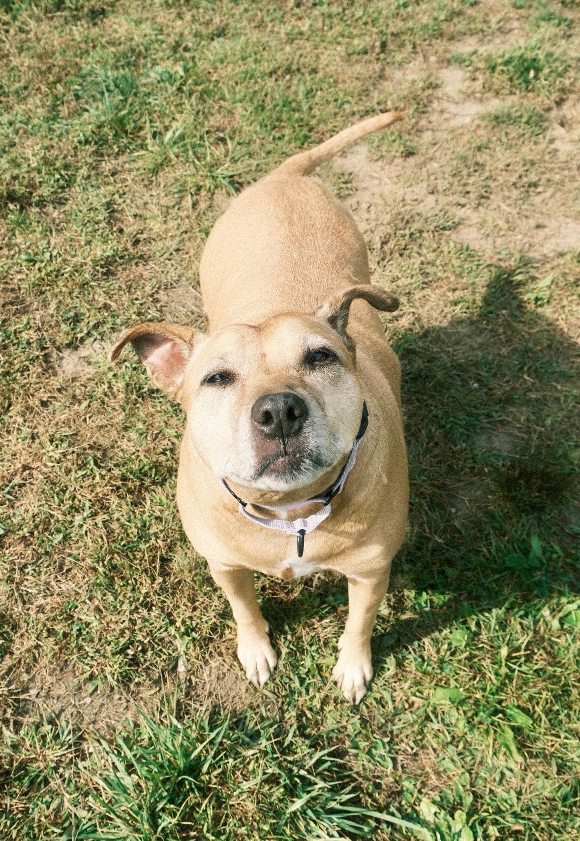 Sadie, Adoptable, Senior Female Pit Bull Terrier.