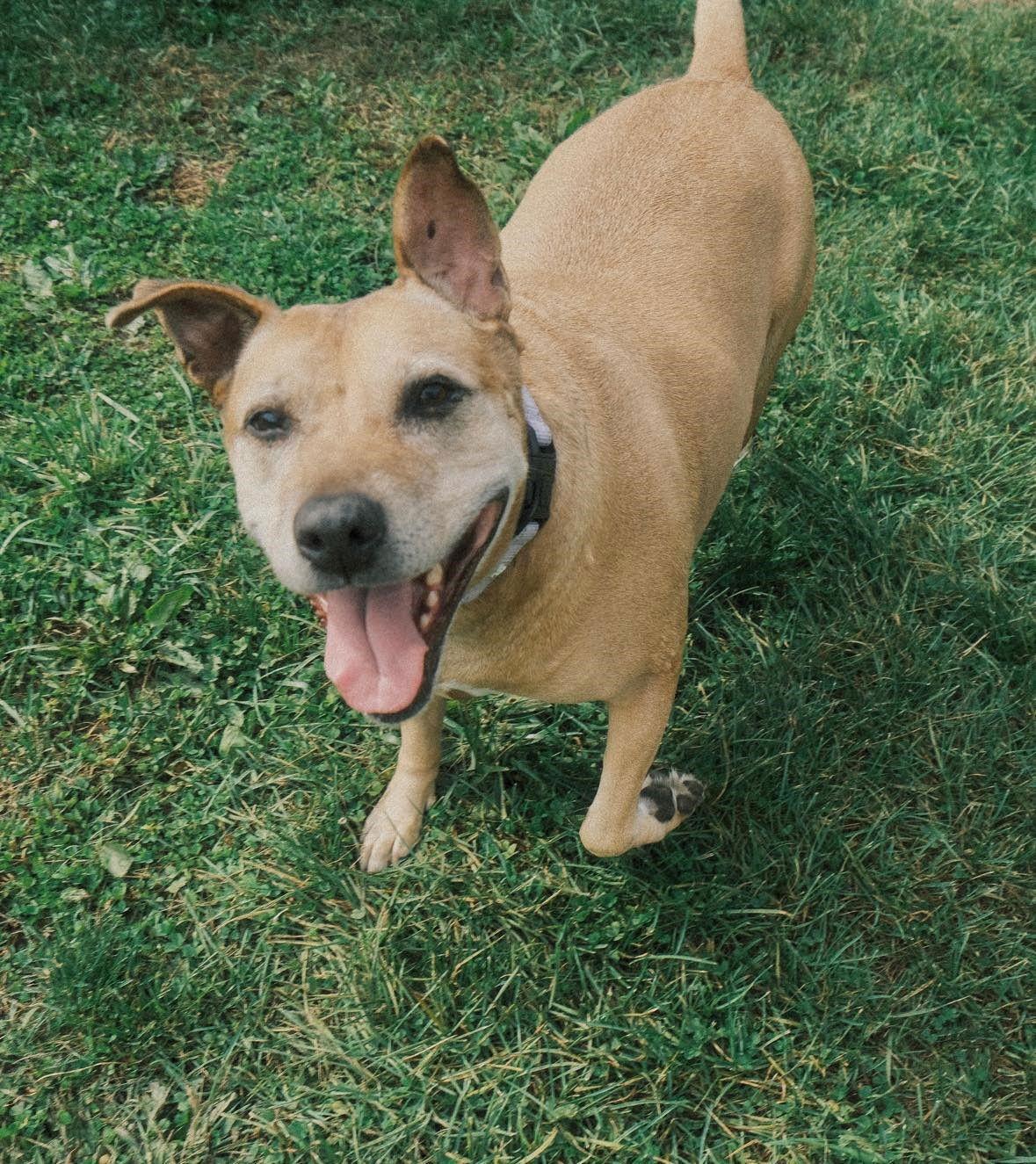 Enlarge Sadie, a Adoptable Pit Bull Terrier in Arlington, VT image 2/3