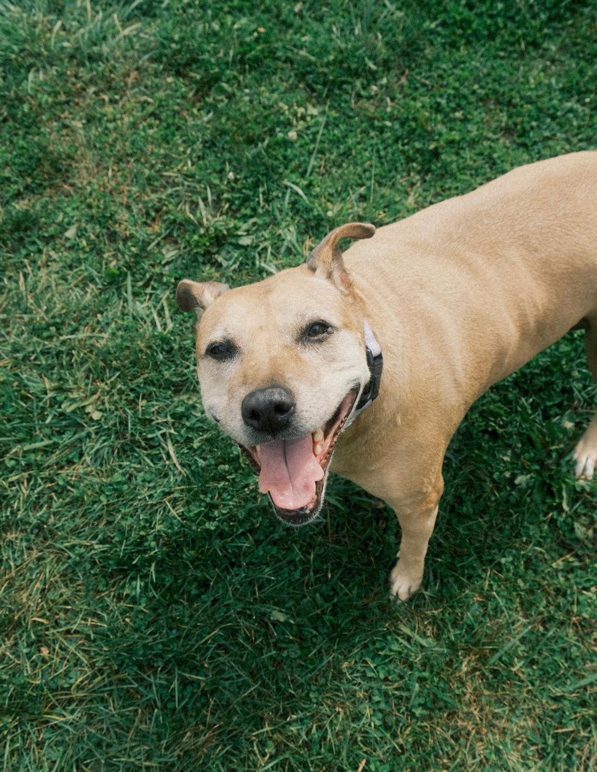 Enlarge Sadie, a Adoptable Pit Bull Terrier in Arlington, VT image 3/3