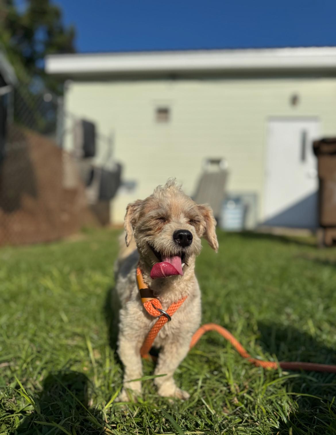 Enlarge Ruffin, a Adopted mixed breed in Mobile, AL image 1/1