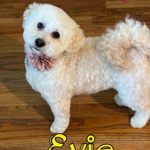 Evie, Adoptable, Young Female Poodle.