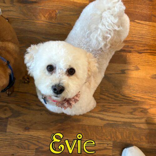 Evie, a Adoptable Poodle in Broken Arrow, OK image 2/4