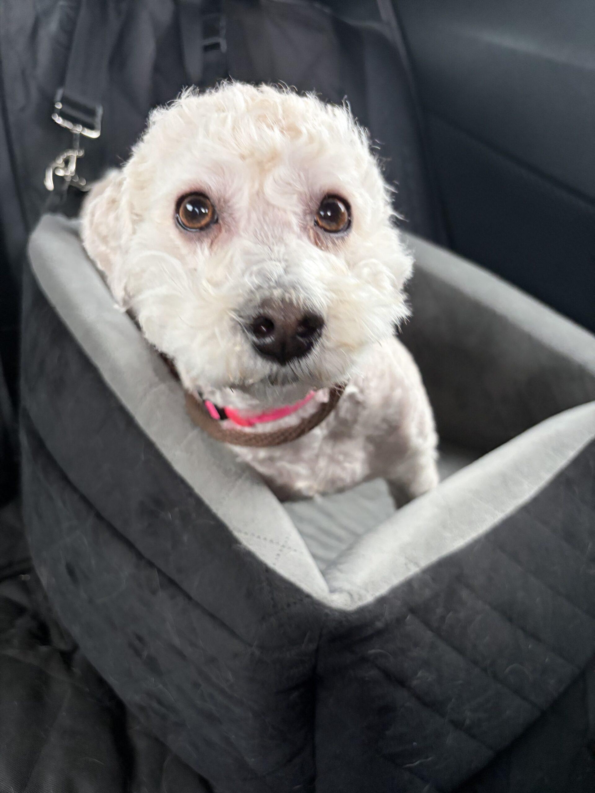 Evie, a Adoptable Poodle in Broken Arrow, OK image 3/4