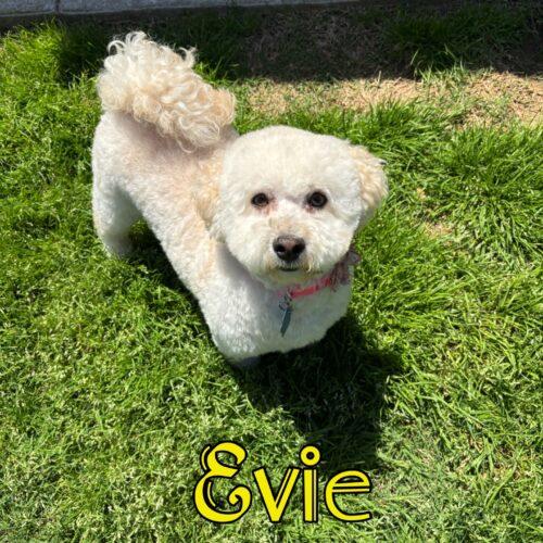 Evie, a Adoptable Poodle in Broken Arrow, OK image 4/4
