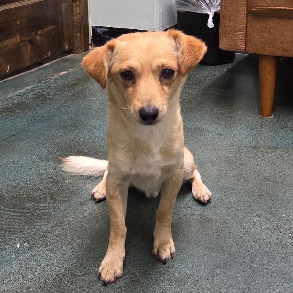 Clay, Adoptable, Adult Male Spaniel & Chihuahua.