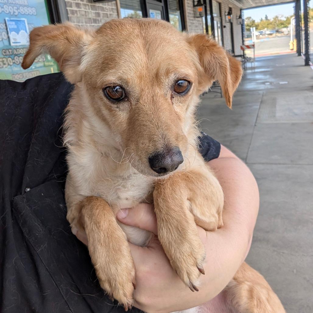 Enlarge Clay, a Adoptable mixed breed in Chico, CA image 2/6