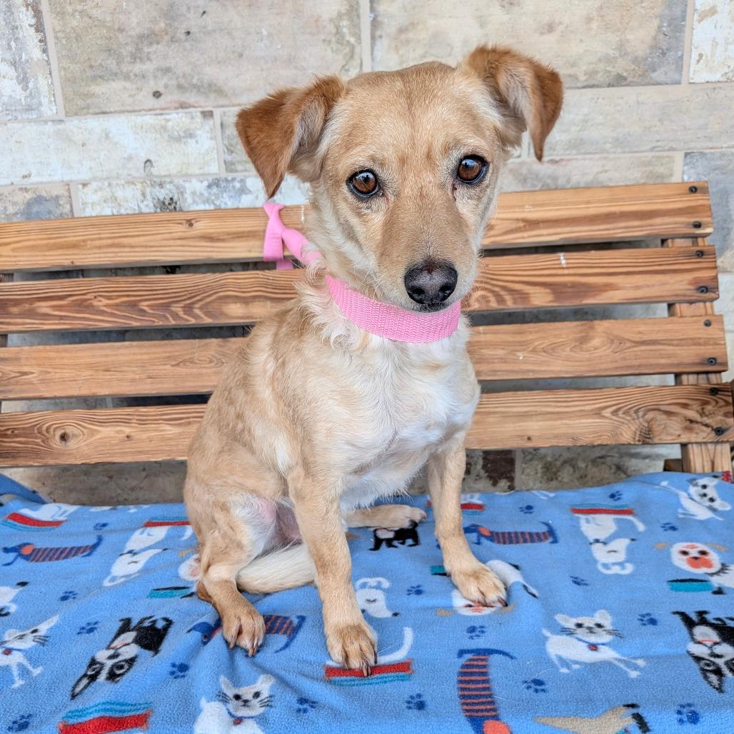 Enlarge Clay, a Adoptable mixed breed in Chico, CA image 3/6