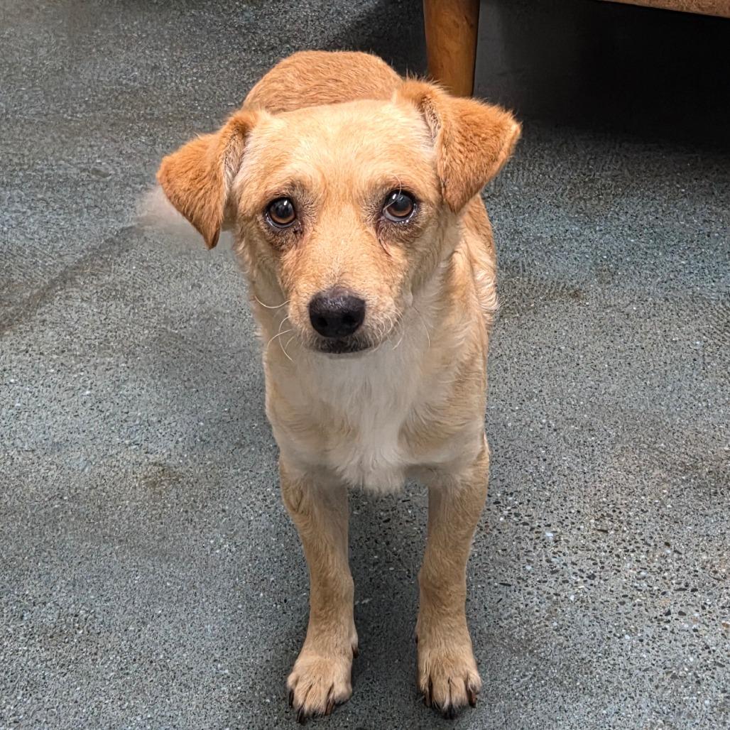 Enlarge Clay, a Adoptable mixed breed in Chico, CA image 4/6