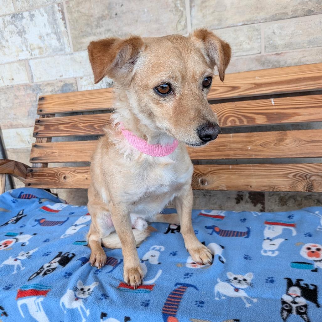 Enlarge Clay, a Adoptable mixed breed in Chico, CA image 5/6