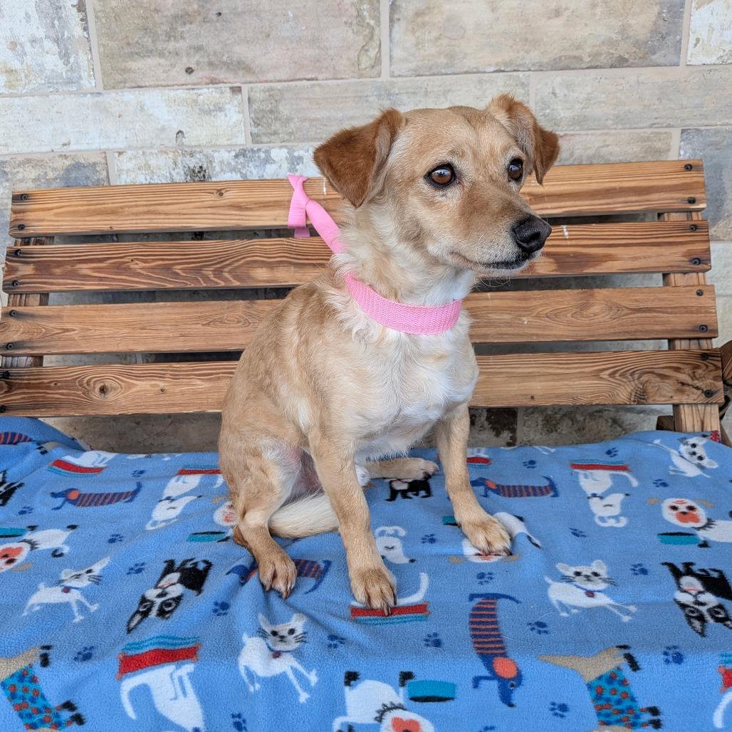 Enlarge Clay, a Adoptable mixed breed in Chico, CA image 6/6