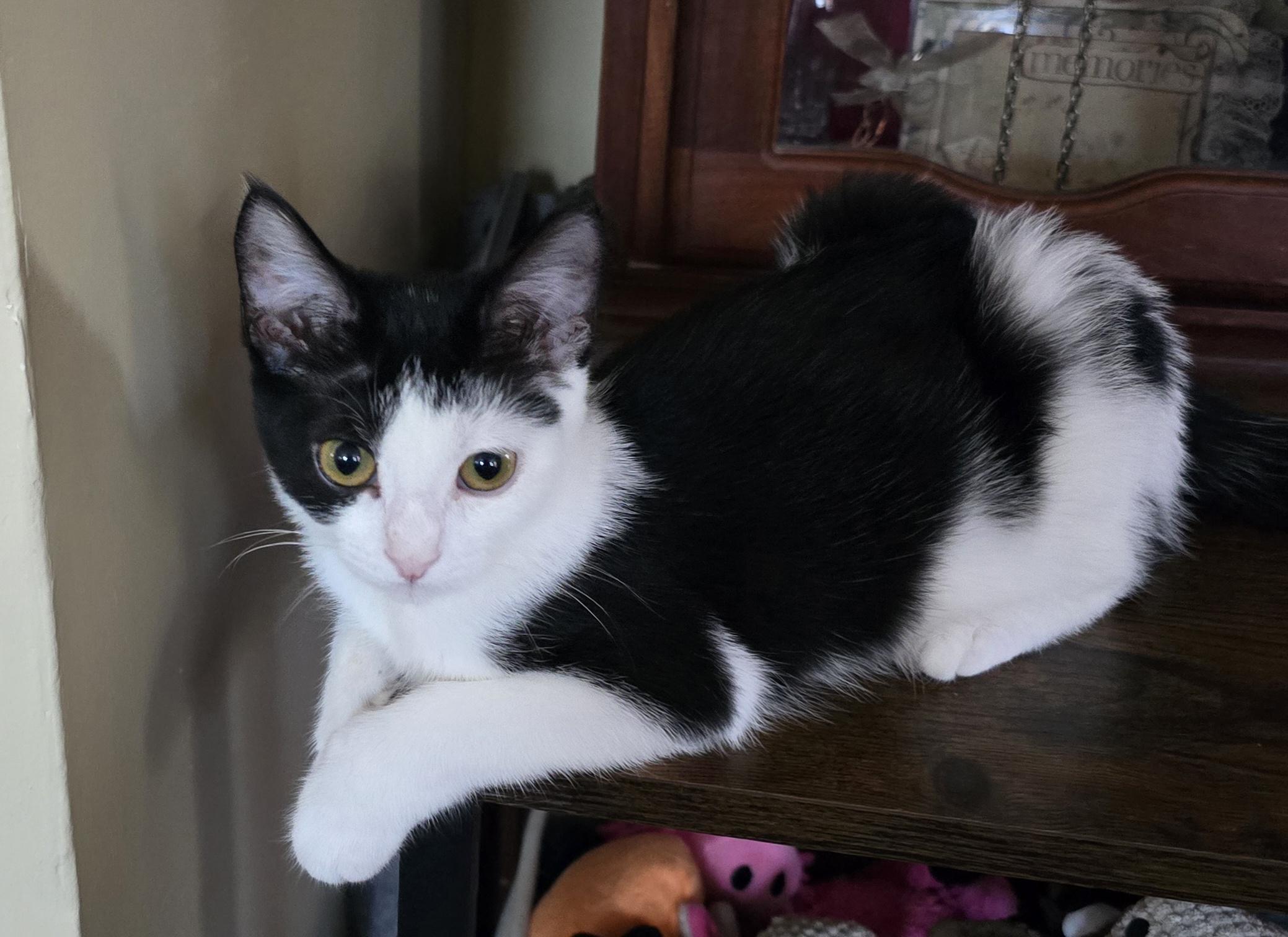 Piper, Adoptable, Kitten Female Domestic Short Hair.