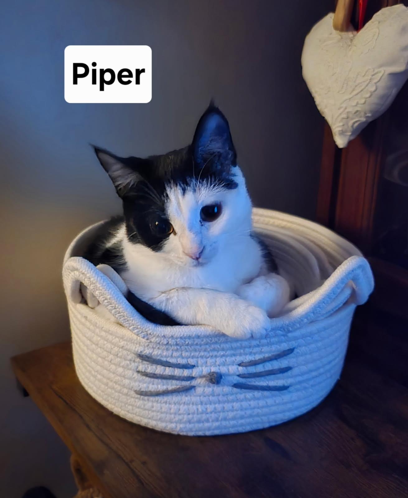 Enlarge Piper, a Adoptable Domestic Short Hair in Massillon, OH image 2/2