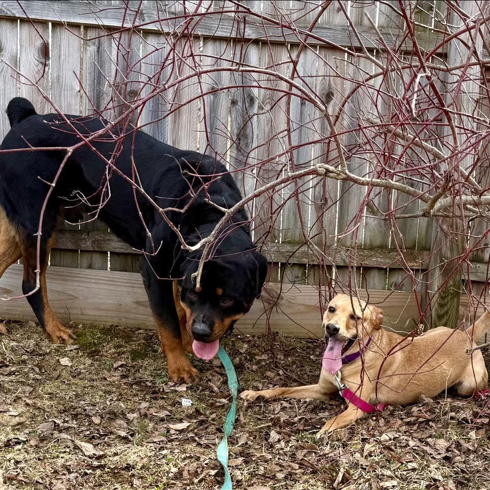 Enlarge Hazel (Urgent) , a ADOPTABLE mixed breed in Springfield, VT image 3/5