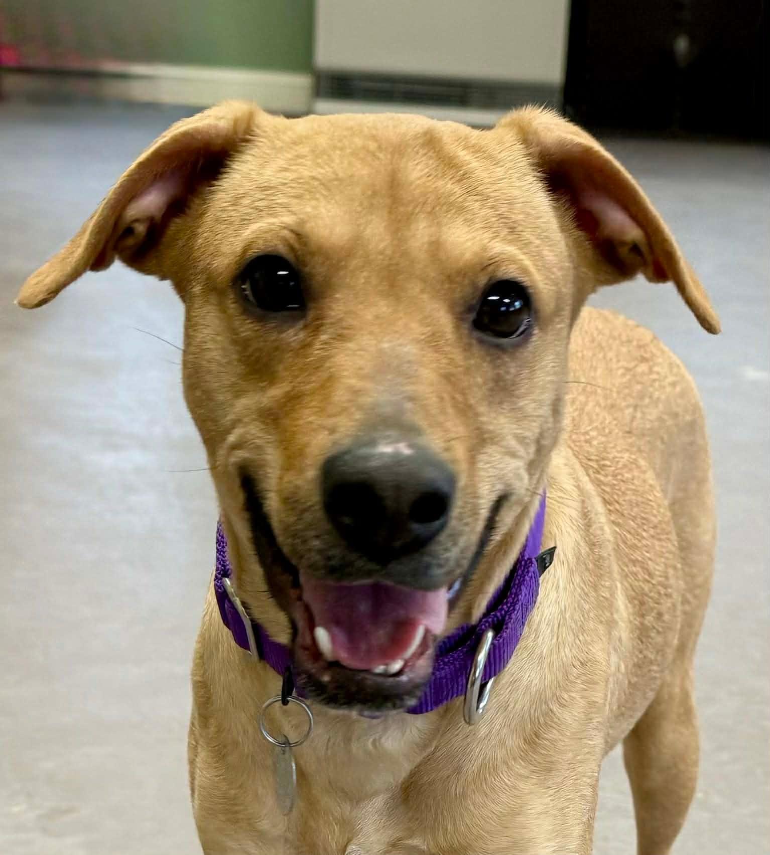 Enlarge Hazel (Urgent) , a ADOPTABLE mixed breed in Springfield, VT image 1/5