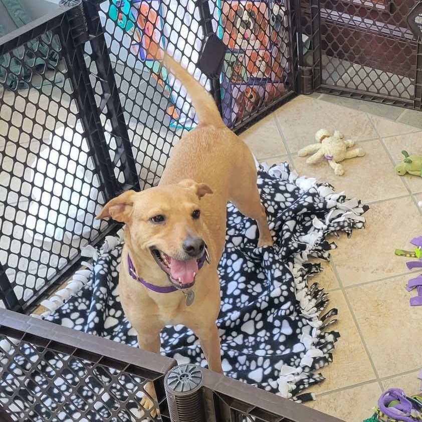 Enlarge Hazel (Urgent) , a ADOPTABLE mixed breed in Springfield, VT image 5/5