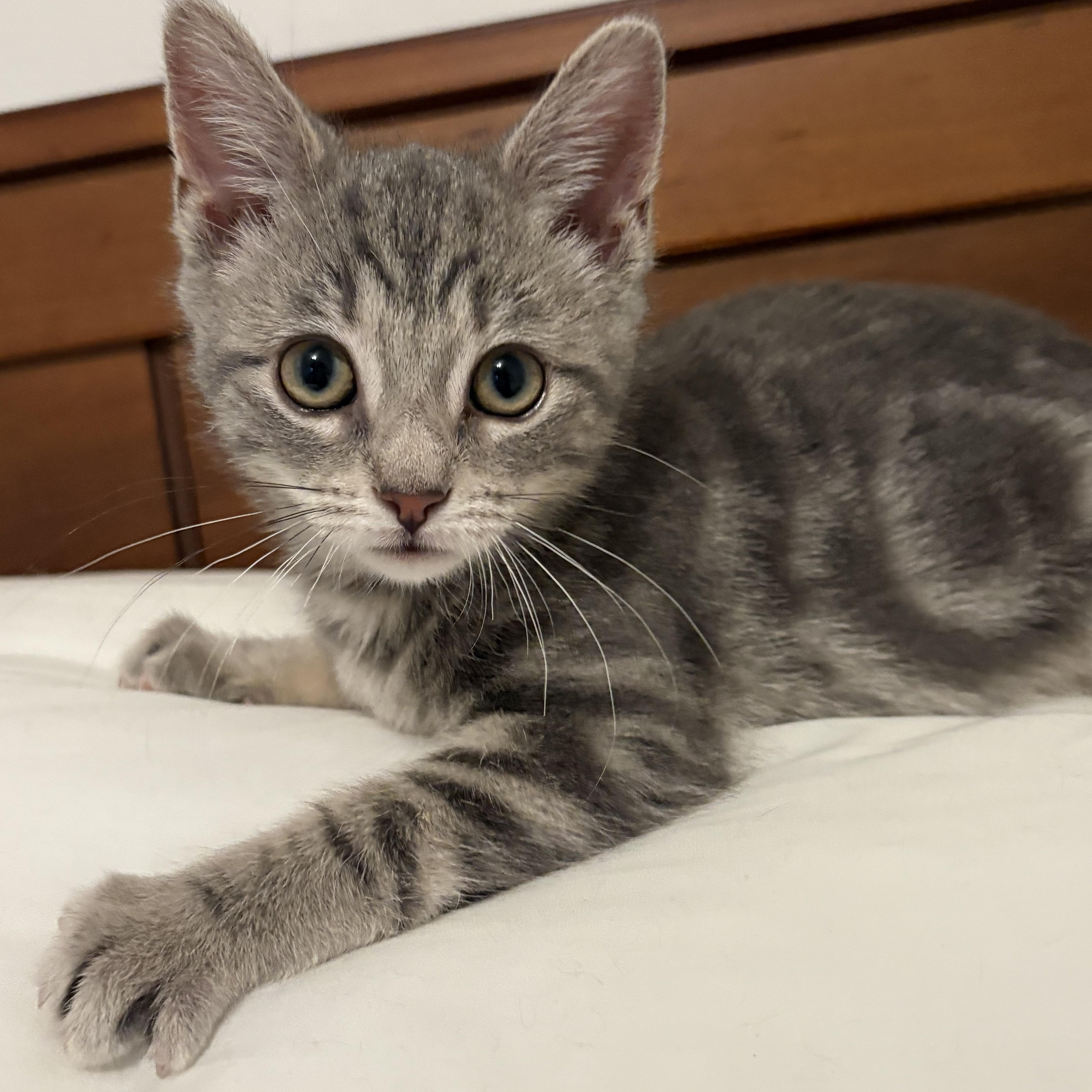 Enlarge Mince Pie, an adopted American Shorthair in Montclair, NJ image 4/4