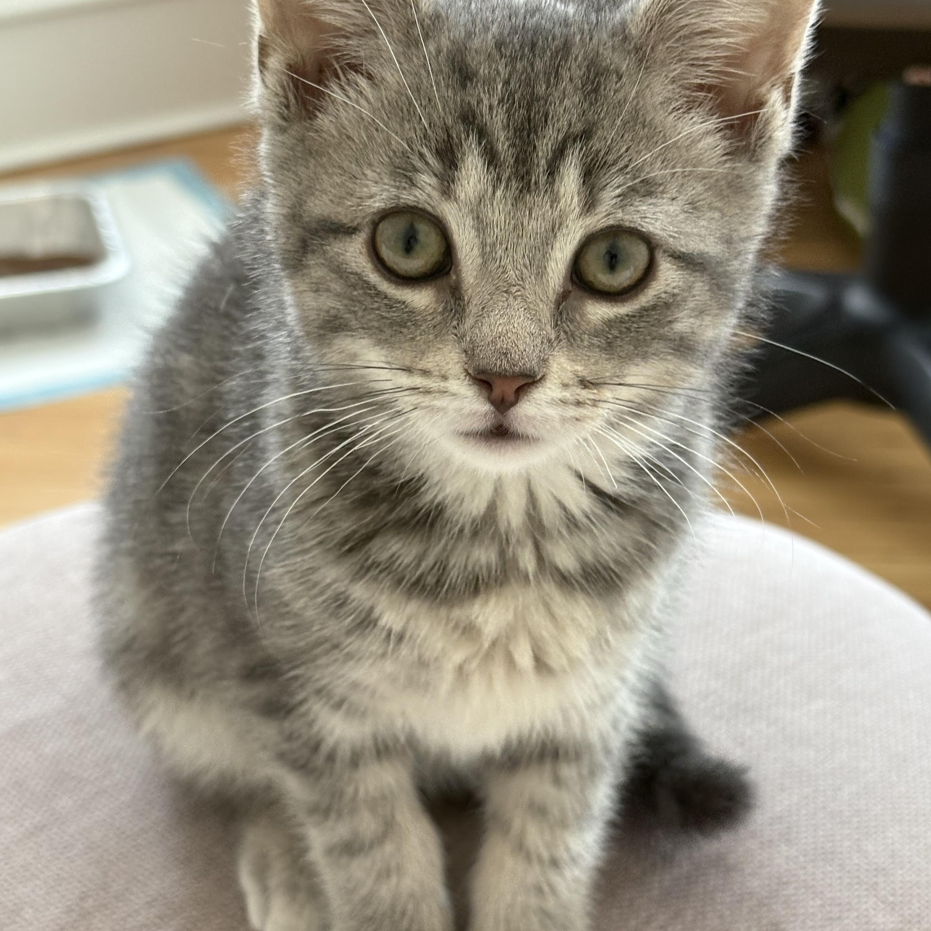 Enlarge Mince Pie, an adopted American Shorthair in Montclair, NJ image 2/4