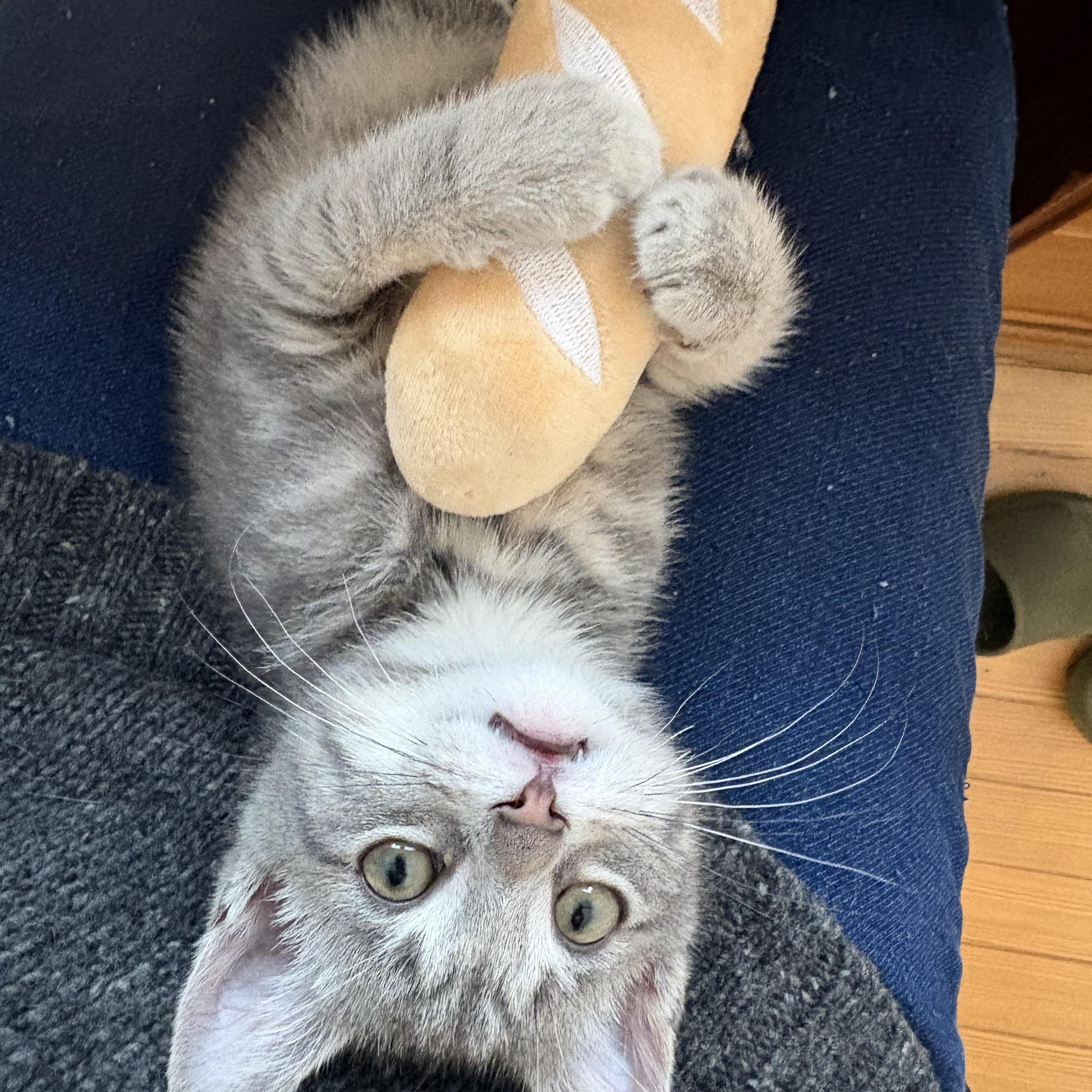 Mince Pie, adopted, Kitten Female American Shorthair.