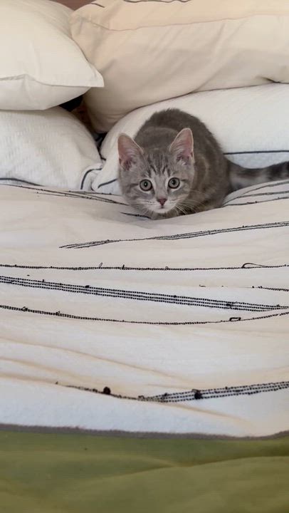 Enlarge Mince Pie, an adopted American Shorthair in Montclair, NJ video 3/4