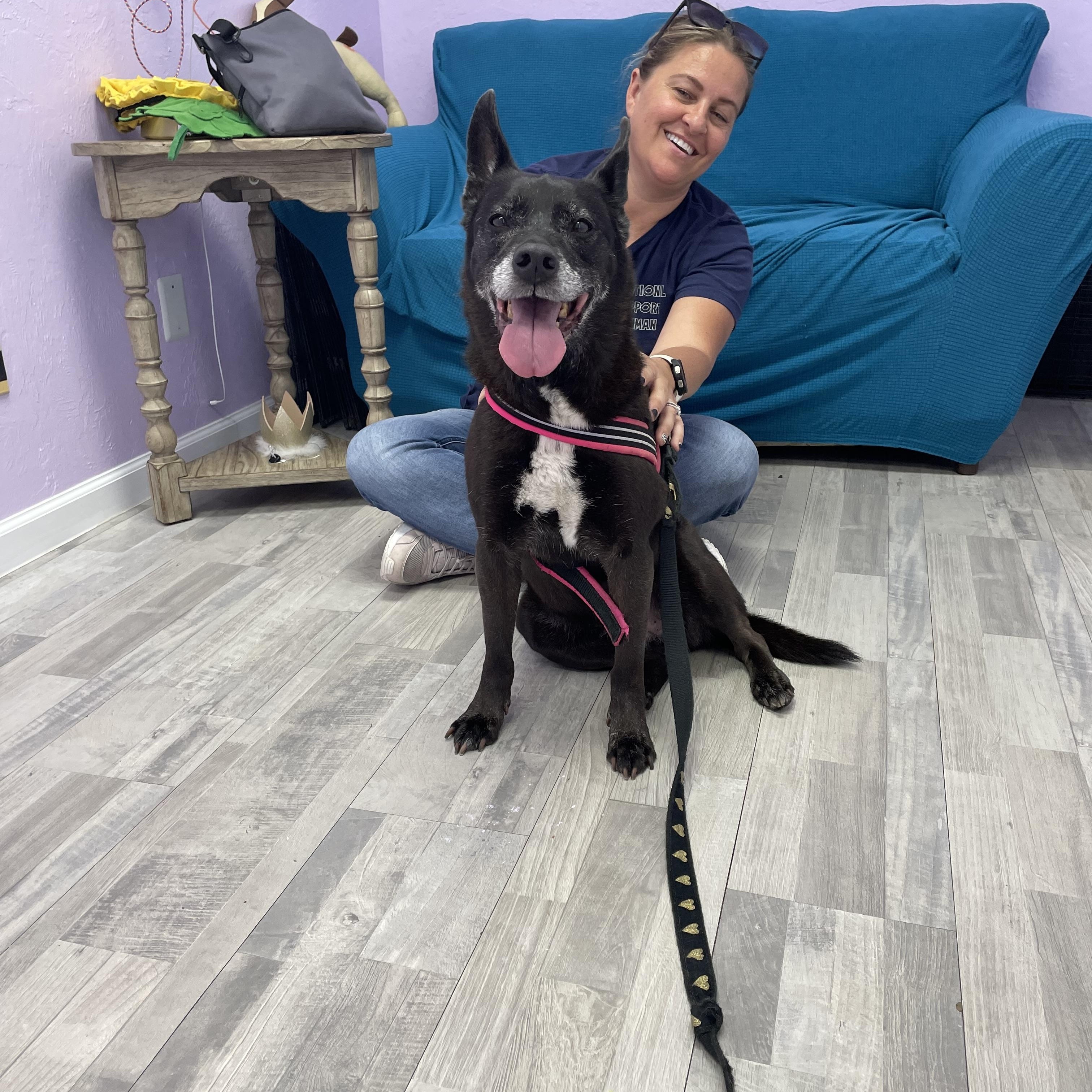 Maddie, a Adoptable Cattle Dog in Port Saint Lucie, FL image 4/5