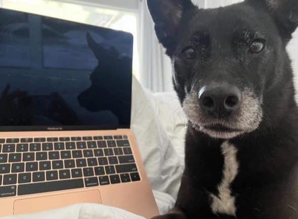 Maddie, Adoptable, Senior Female Australian Cattle Dog / Blue Heeler.