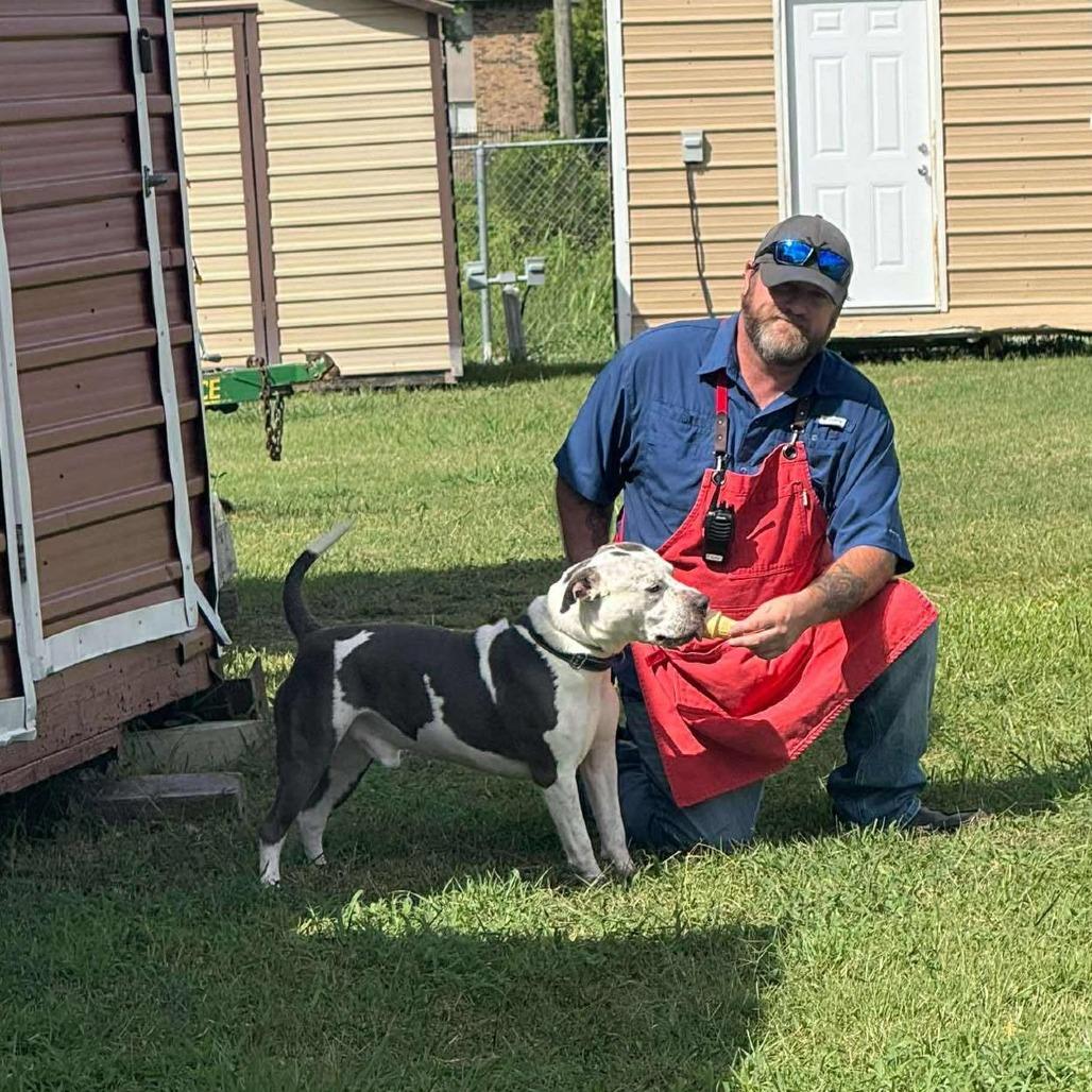 Tod, Adoptable, Adult Male Pit Bull Terrier & Mixed Breed.