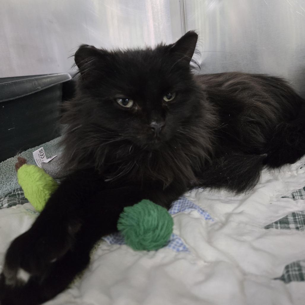 Starla, Adoptable, Young Female Domestic Long Hair.