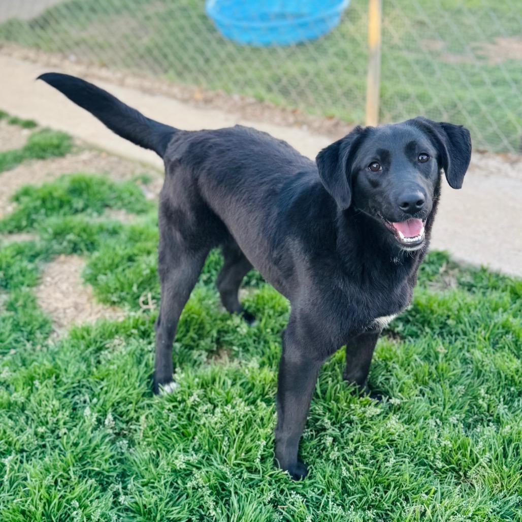 Enlarge Kiera, a Adoptable mixed breed in Brownsboro, AL image 1/3