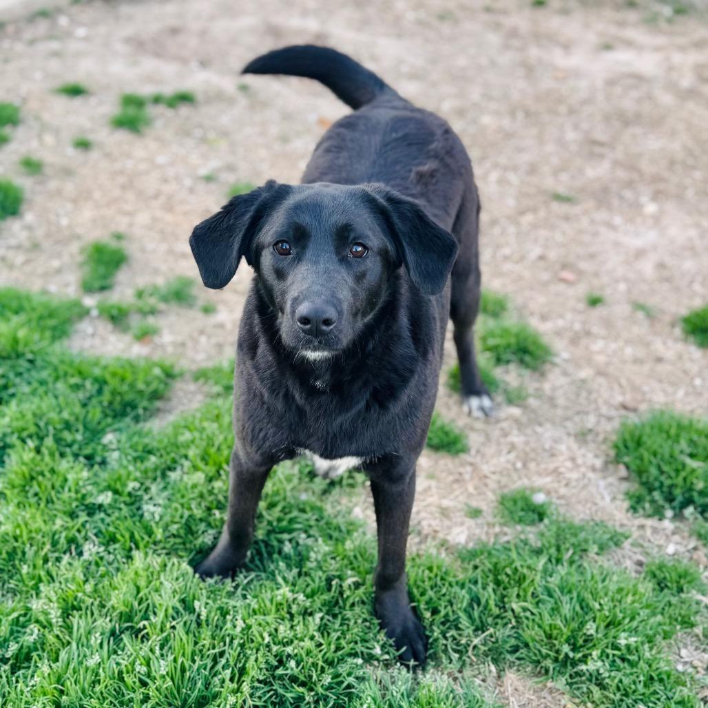 Enlarge Kiera, a Adoptable mixed breed in Brownsboro, AL image 2/3
