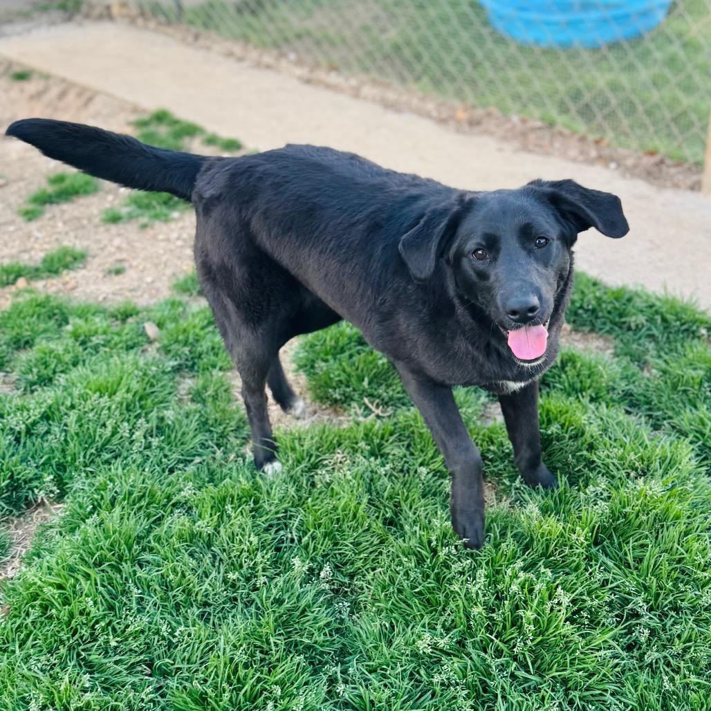 Enlarge Kiera, a Adoptable mixed breed in Brownsboro, AL image 3/3
