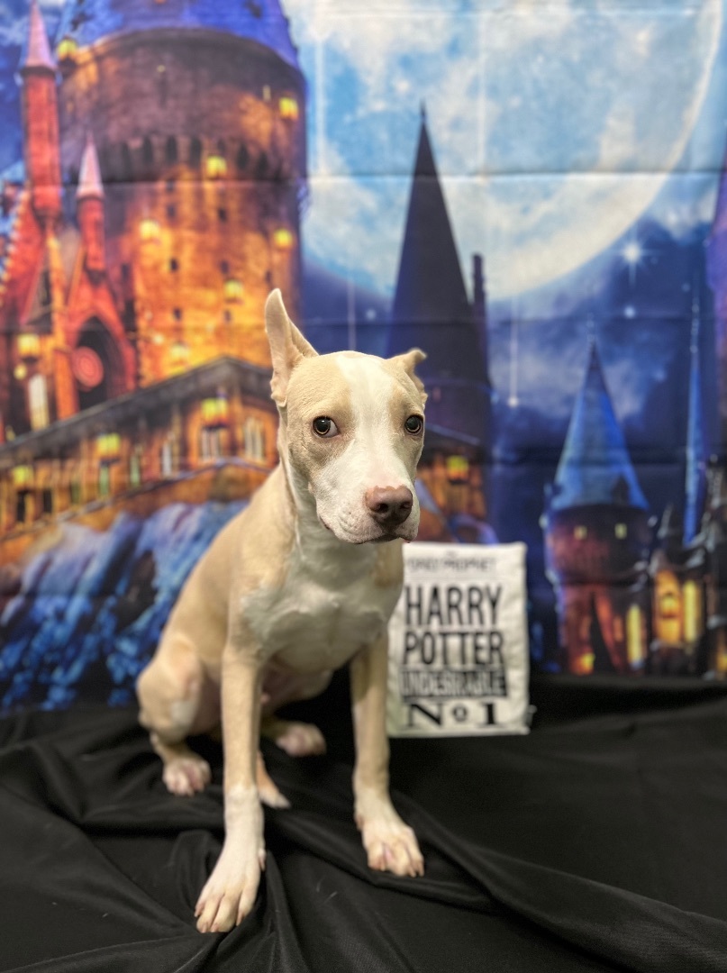 Peanut Butter, Adoptable, Adult Male Pit Bull Terrier.