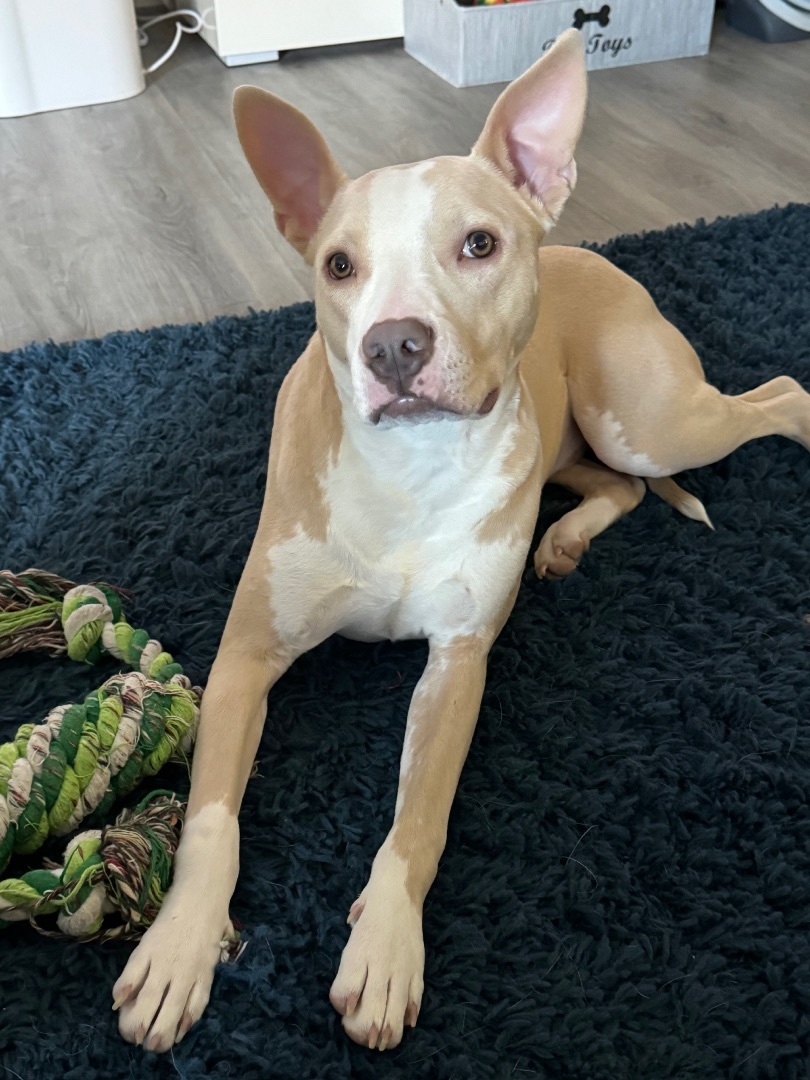 Peanut Butter, Adoptable, Adult Male Pit Bull Terrier.