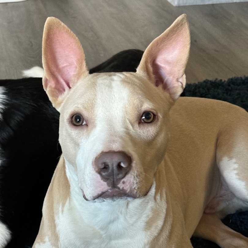 Peanut Butter, a Adoptable mixed breed in Henderson, NV image 3/3