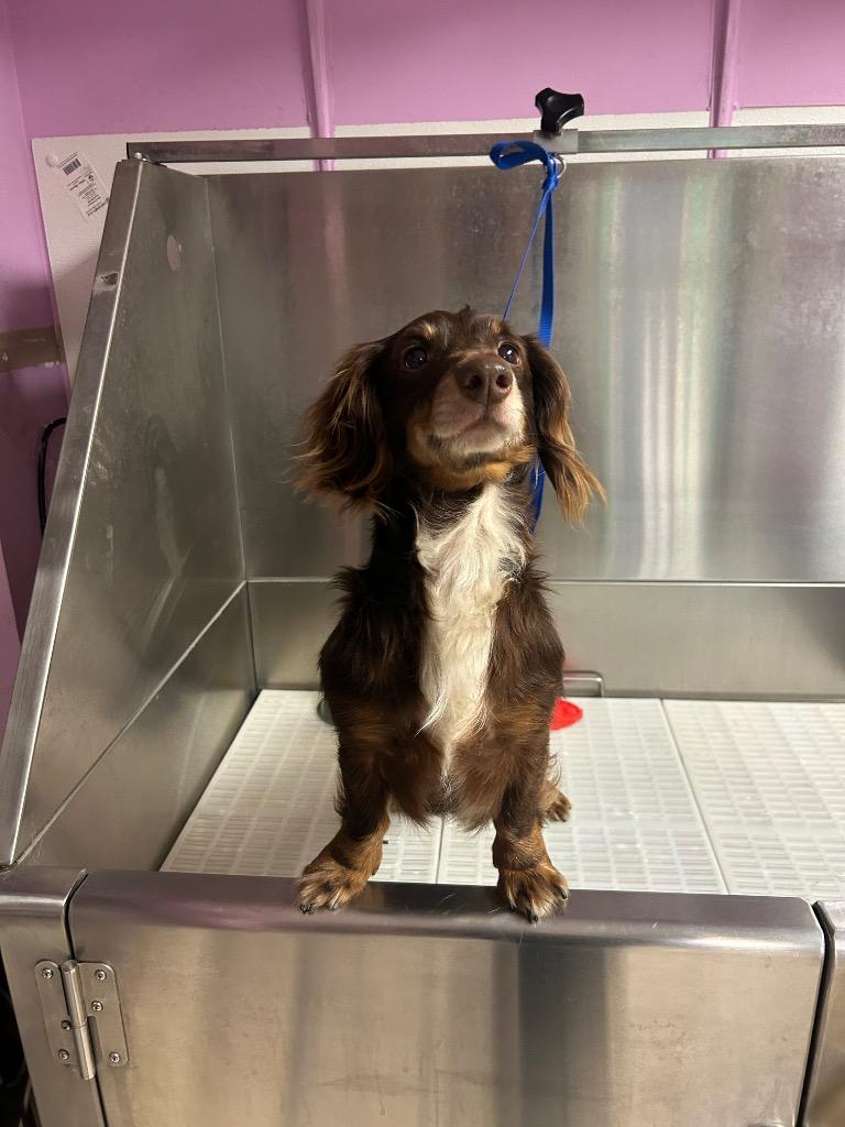 Brownie, Adoptable, Adult Male Dachshund.