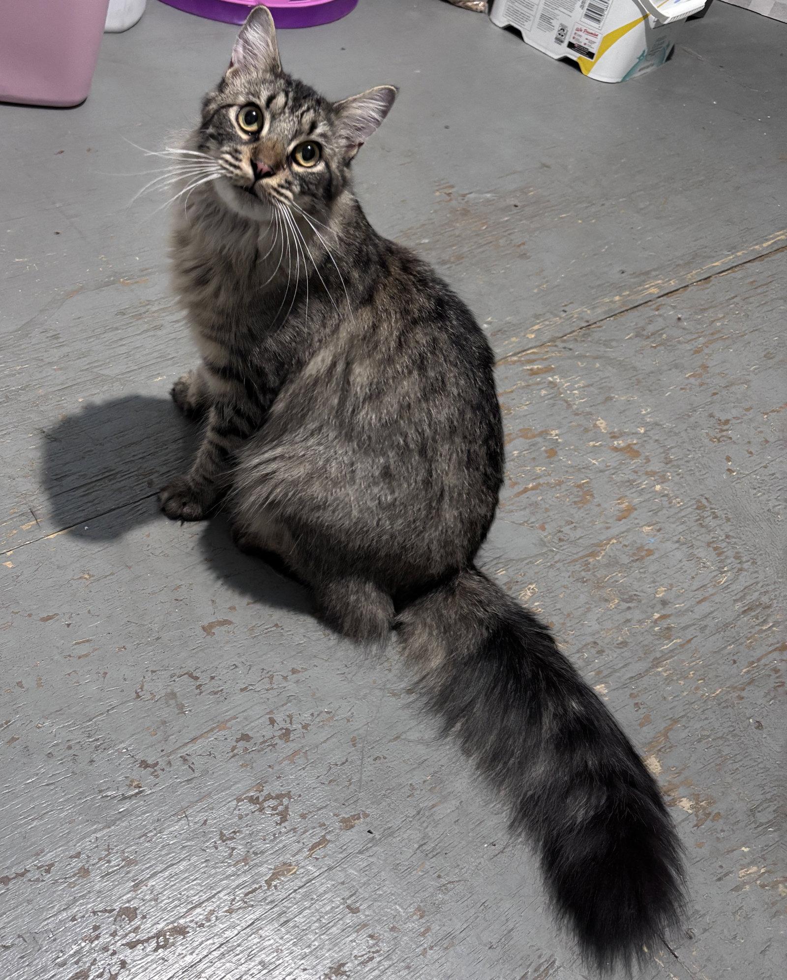 Wylder, Adopted, Adult Male Domestic Medium Hair & Maine Coon.