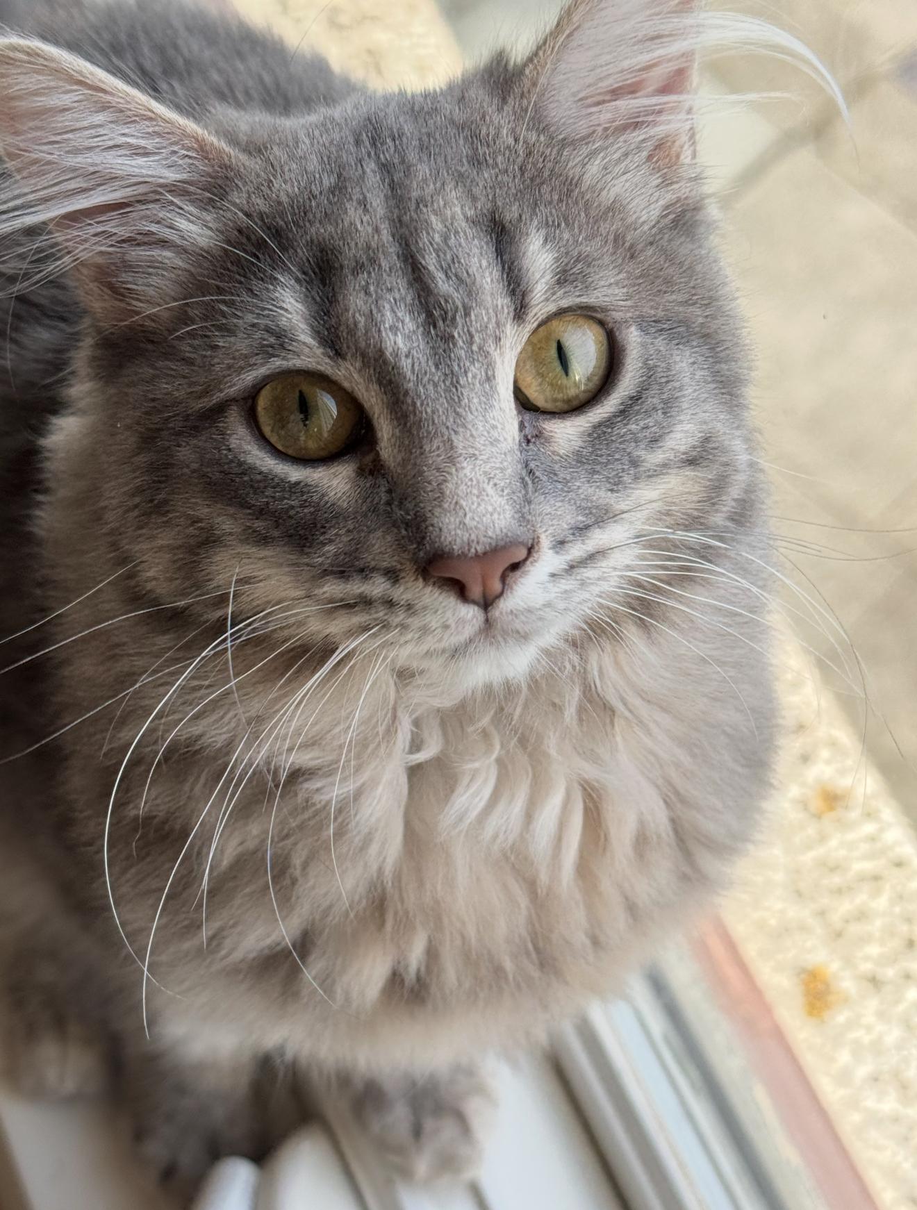 Enlarge Biscuit, a Adopted Domestic Long Hair in Crockett, CA image 1/2