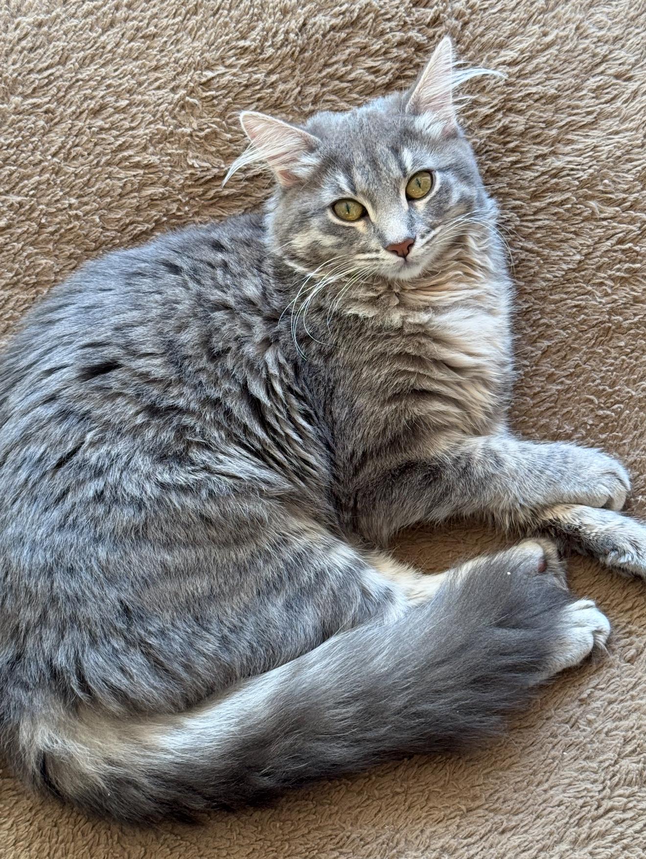 Biscuit, Adopted, Kitten Female Domestic Long Hair.