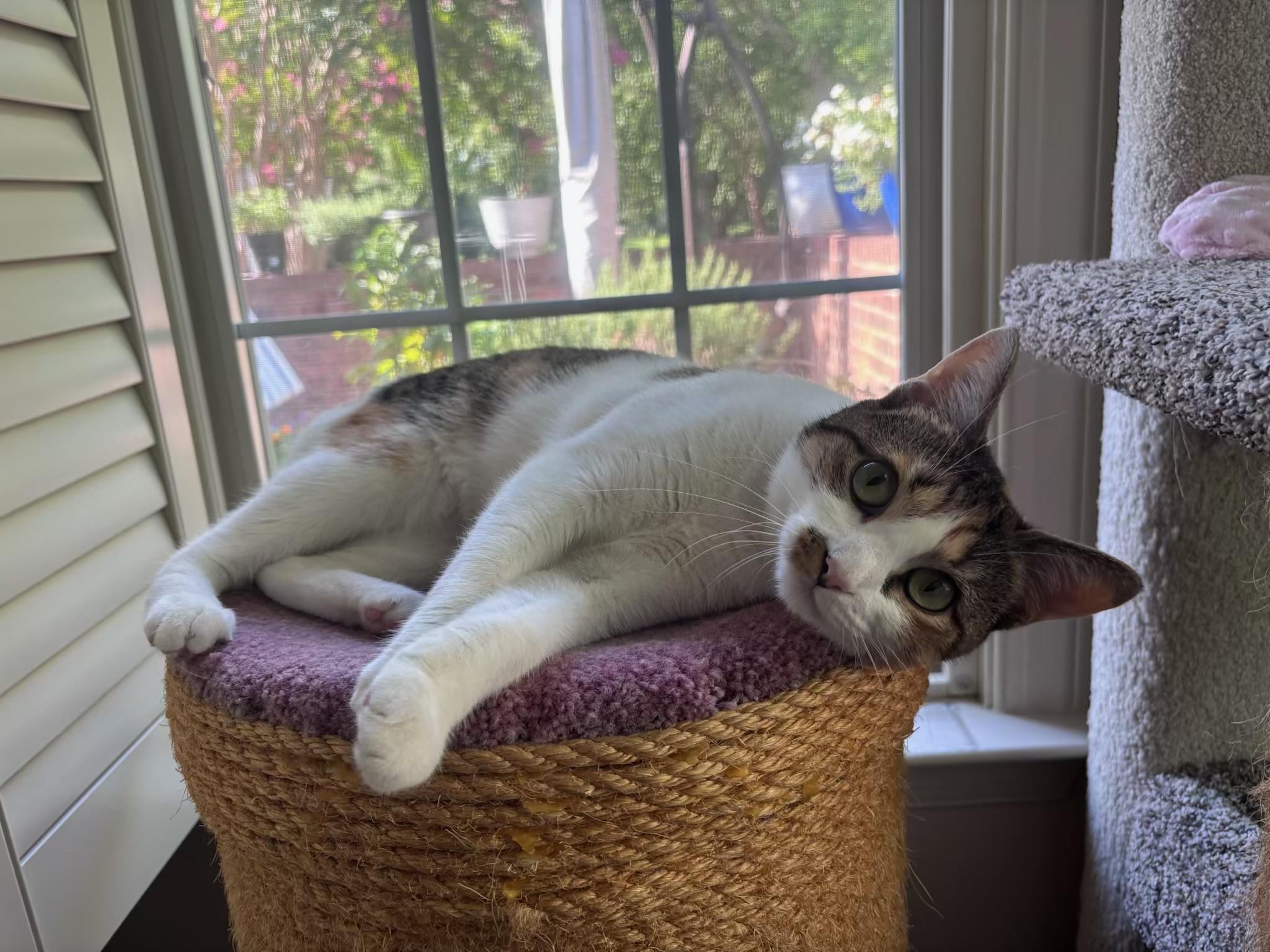 Enlarge Tiny, a Adoptable Calico in Charlotte, NC image 3/6