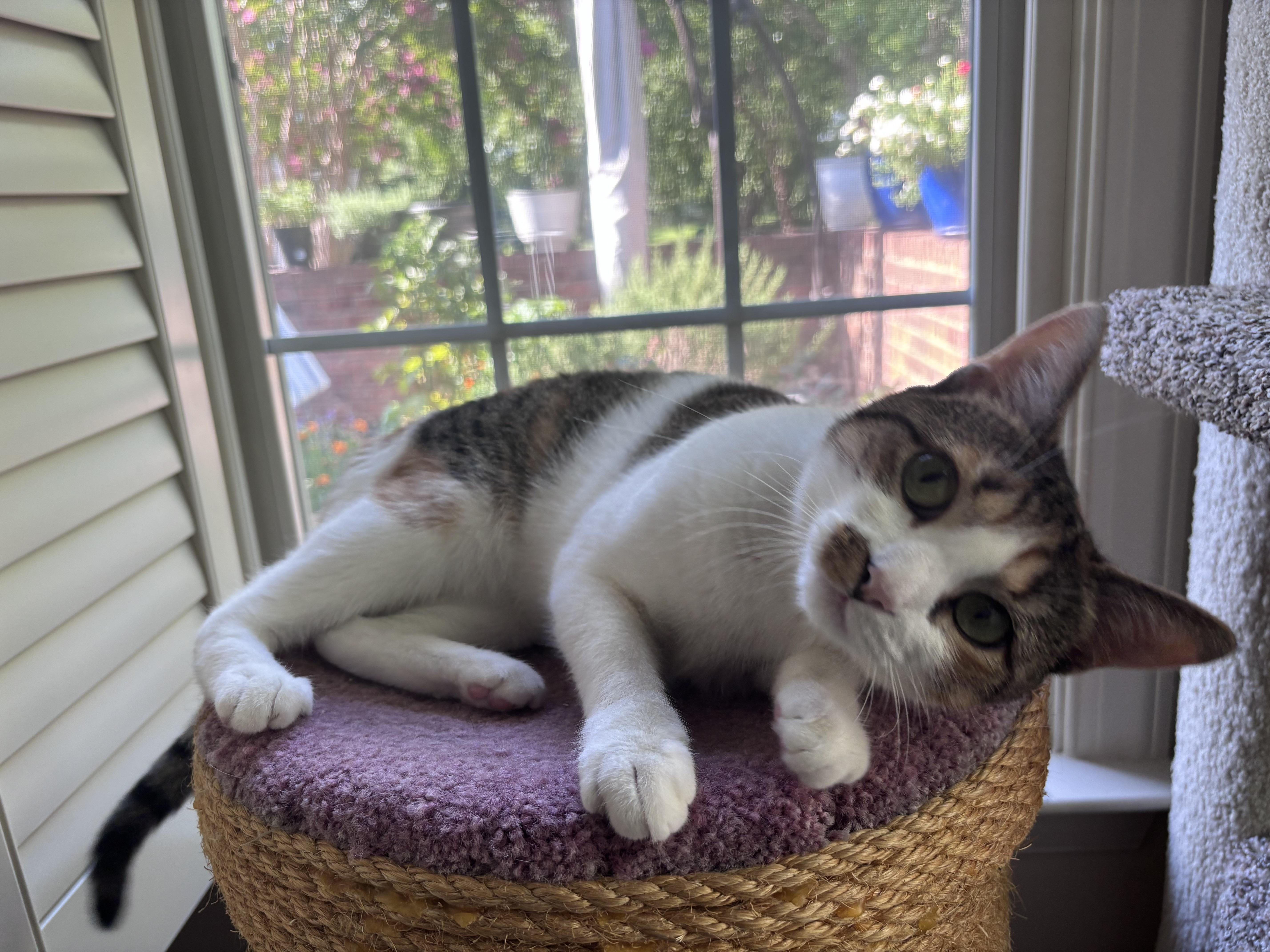 Enlarge Tiny, a Adoptable Calico in Charlotte, NC image 2/6