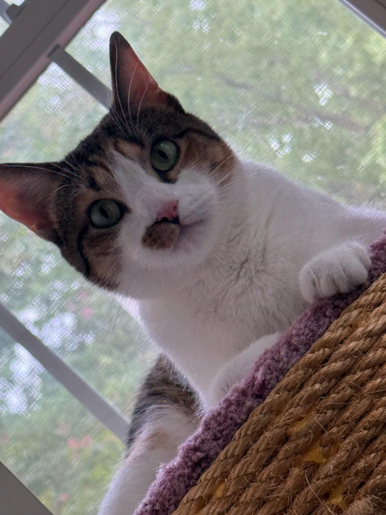 Enlarge Tiny, a Adoptable Calico in Charlotte, NC image 5/6