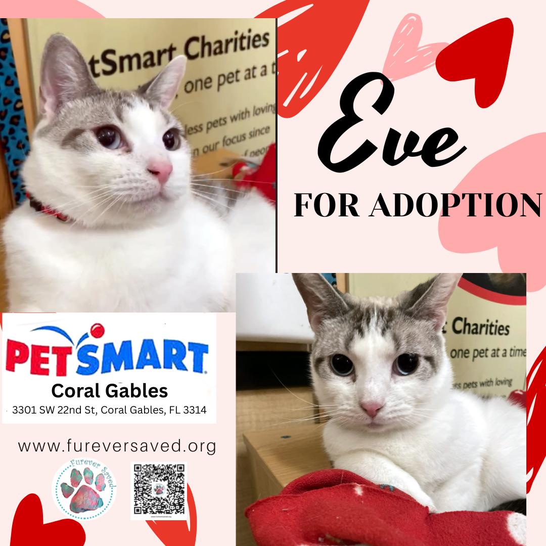 Enlarge Eve, a Adoptable Domestic Short Hair in Miami, FL image 1/5
