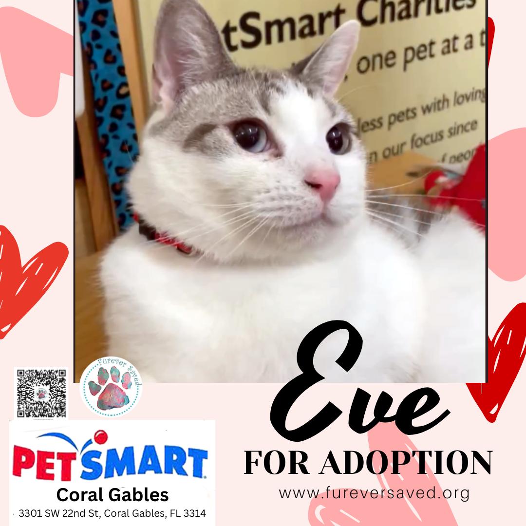 Enlarge Eve, a Adoptable Domestic Short Hair in Miami, FL image 3/5