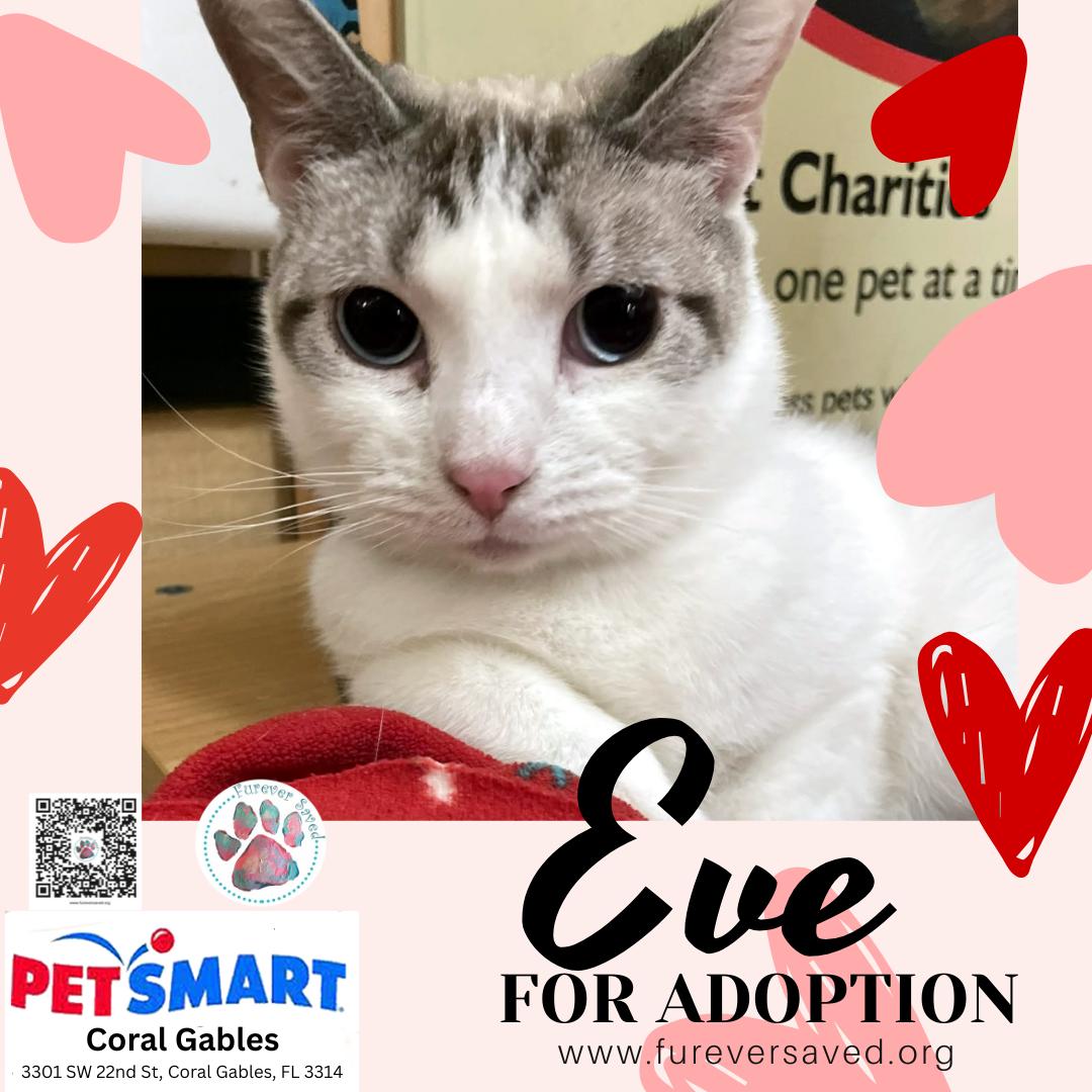 Enlarge Eve, a Adoptable Domestic Short Hair in Miami, FL image 5/5