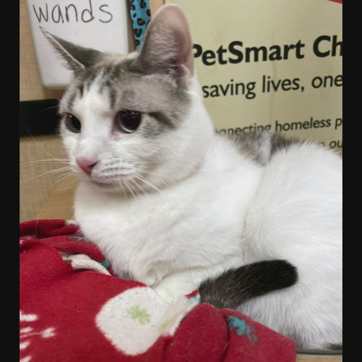 Enlarge Eve, a Adoptable Domestic Short Hair in Miami, FL video 4/5