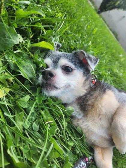 Enlarge Scooby, a Adoptable mixed breed in Montreal, QC image 1/3